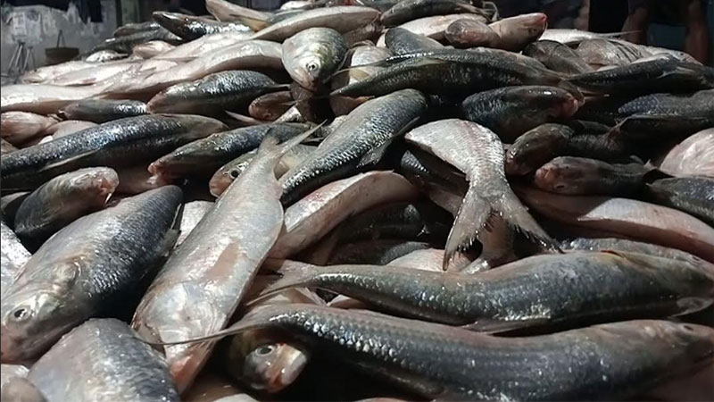 ১০৩ এনওসি বাতিল, ভারত থেকে ইলিশ আমদানি বন্ধ