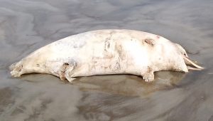 লেজে দড়ি বাঁধা, কুয়াকাটায় ভেসে এল মৃত ডলফিন