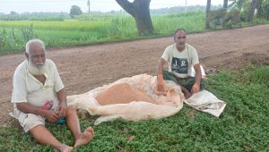 সবজি চাষের ভরা মৌসুমে মেহেরপুরে সার সংকট