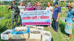 ফেনীতে জেলি পুশ করা ১০৫ কেজি চিংড়ি ধ্বংস, ৩ আড়তকে জরিমানা