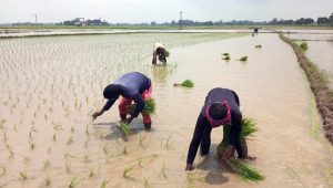 নওগাঁর কৃষিতে এবার ‘খরচের’ মৌসুম