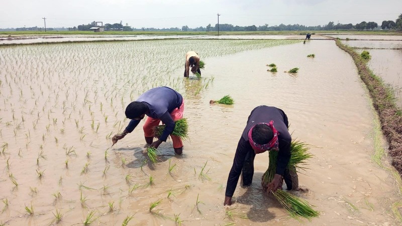 নওগাঁর কৃষিতে এবার ‘খরচের’ মৌসুম