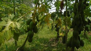 সিরাজগঞ্জের মাঠজুড়ে পেঁপের সমারোহ
