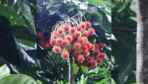 বিদেশি ফল রামবুটান বদলে দিতে পারে চাষির ভাগ্য
