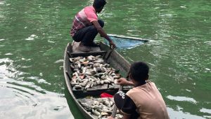 গোপালগঞ্জে বিষ প্রয়োগে ১০ লাখ টাকার মাছ মারার অভিযোগ