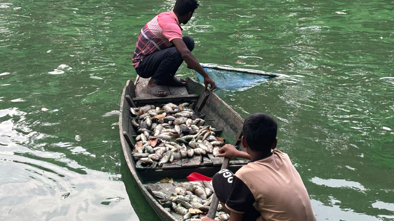 গোপালগঞ্জে বিষ প্রয়োগে ১০ লাখ টাকার মাছ মারার অভিযোগ