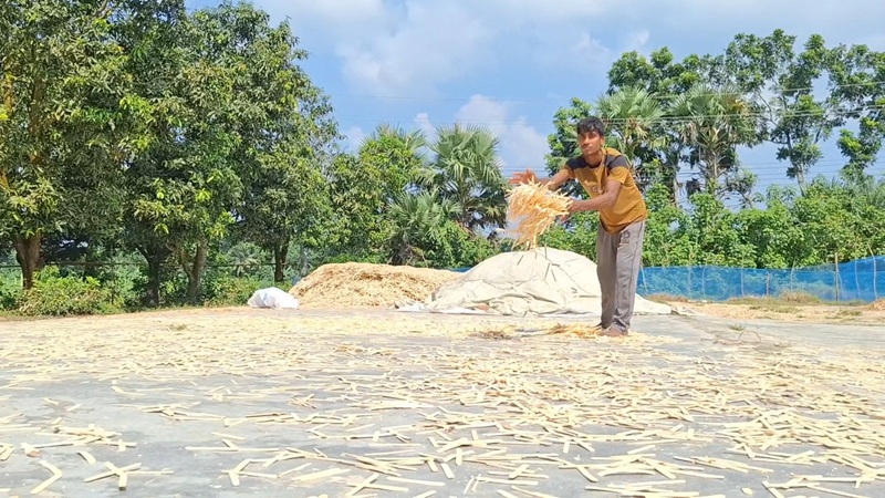 ঝিনাইদহে অকেজো বুনো গাছে নারীদের কর্মসংস্থান