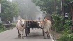 চুয়াডাঙ্গায় হঠাৎ ঘন কুয়াশা