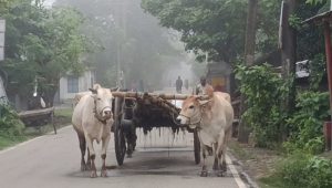 চুয়াডাঙ্গায় হঠাৎ ঘন কুয়াশা
