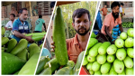 এক টাকায় ৪ লাউ, বাম্পার ফলনেও লোকসানে কৃষক