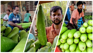 এক টাকায় ৪ লাউ, বাম্পার ফলনেও লোকসানে কৃষক