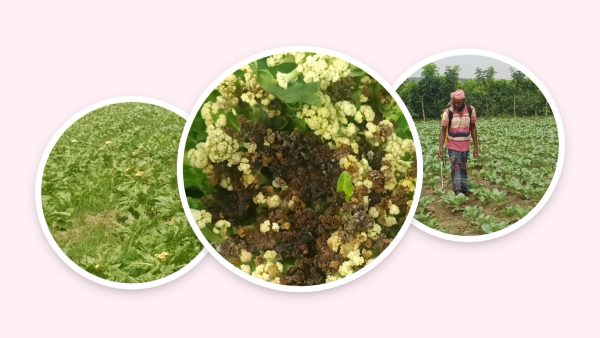 চুয়াডাঙ্গায় ফুলকপির খেতে রোগের হানা, বিপাকে কৃষক