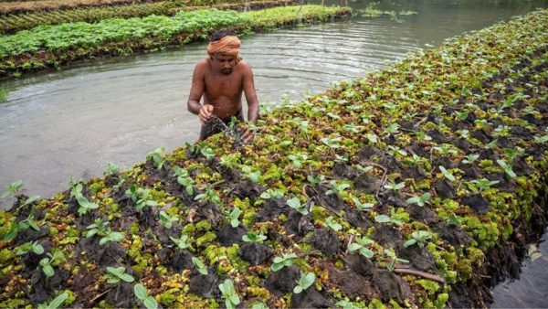 পিরোজপুরের ঐতিহ্যবাহী ‘ধাপ’ চাষ, পানির বুকে ভাসমান স্বপ্ন