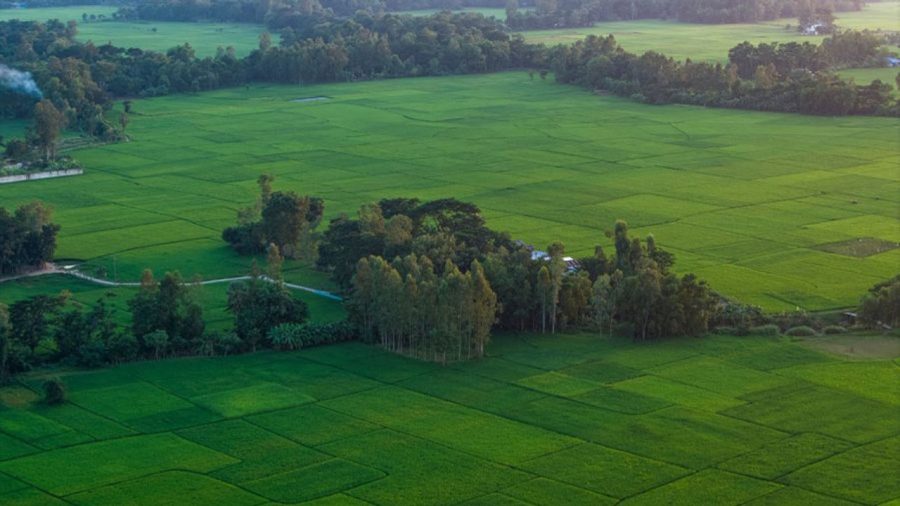 ইউক্যালিপটাস: তৃষ্ণার্ত বৃক্ষের করাল গ্রাস