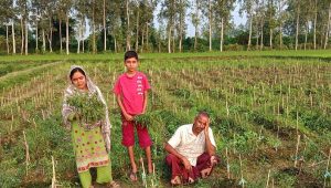 নন্দীগ্রামে কৃষকের লাখ টাকার মরিচগাছ কেটে ফেলার অভিযোগ