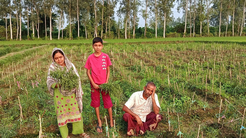 নন্দীগ্রামে কৃষকের লাখ টাকার মরিচগাছ কেটে ফেলার অভিযোগ