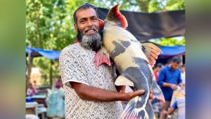 পদ্মায় জেলের জালে ২৪ কেজির বাঘাইড়