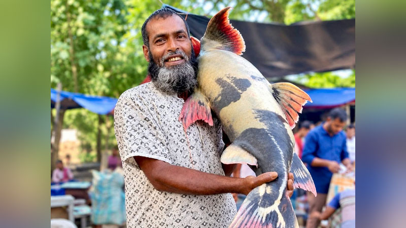 পদ্মায় জেলের জালে ২৪ কেজির বাঘাইড়