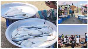 নিষিদ্ধ, তবু পদ্মার পাড়ে ইলিশ বিক্রির উৎসব