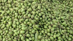 সিরাজগঞ্জে জলপাইয়ের মৌসুমে বাগবাটির হাটে টক ফলের উৎসব