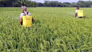 কীটনাশকের বিষে বাড়ছে স্বাস্থ্যঝুঁকি, অসচেতন কৃষকরা