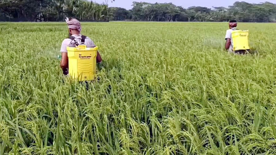 কীটনাশকের বিষে বাড়ছে স্বাস্থ্যঝুঁকি, অসচেতন কৃষকরা