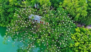 সিরাজগঞ্জের উলিপুর গ্রাম এখন শামুকখোল পাখির অভয়ারণ্য