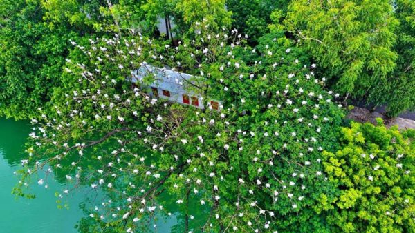 সিরাজগঞ্জের উলিপুর গ্রাম এখন শামুকখোল পাখির অভয়ারণ্য