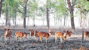 পর্যটন শিল্পের আশীর্বাদ সুন্দরবনে পথে পথে সংকট-সীমাবদ্ধতা