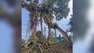 ফটিকছড়িতে সড়ক প্রশস্তকরণে কাটা হলো দেড়শ বছরের বটগাছ