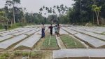 সমেশপুরে সবজির চারা ঘিরে ৫০ কোটি টাকার বাণিজ্যের আশা