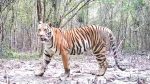 বিশ্বে বন্যপ্রাণীর সংখ্যা কমেছে ৭৩ শতাংশ