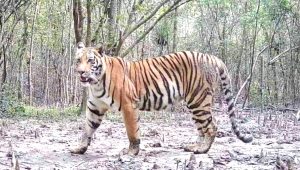 বিশ্বে বন্যপ্রাণীর সংখ্যা কমেছে ৭৩ শতাংশ