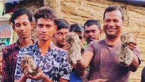 মেহেরপুরে ৩টি মেছো বাঘের বাচ্চা উদ্ধার