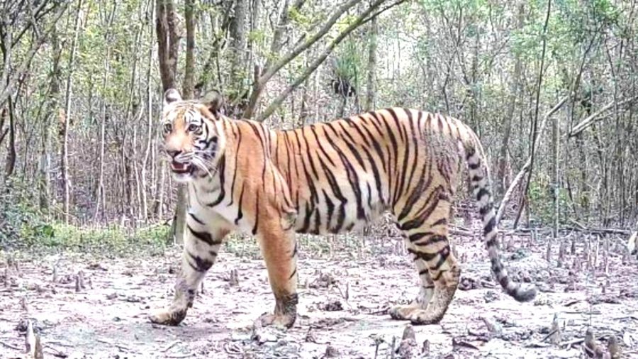 বিশ্বে বন্যপ্রাণীর সংখ্যা কমেছে ৭৩ শতাংশ