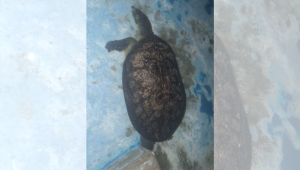 জাবি ক্যাম্পাস থেকে উদ্ধার বিপন্ন প্রজাতির কচ্ছপ
