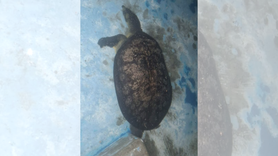 জাবি ক্যাম্পাস থেকে উদ্ধার বিপন্ন প্রজাতির কচ্ছপ