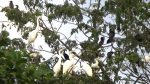 পাখির আপন ঠিকানা শরণখোলার তাফালবাড়ী