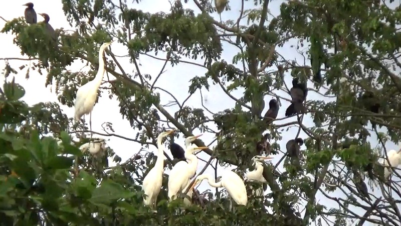 পাখির আপন ঠিকানা শরণখোলার তাফালবাড়ী