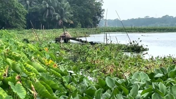 বিপন্ন গোপালগঞ্জের বর্ণি বাঁওড়ের মৎস্যসম্পদ