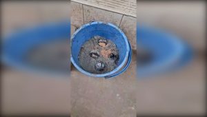 রমনায় ককটেল হামলার ঘটনায় গ্রেপ্তার ২, মিলল আরও ৪ তাজা ককটেল