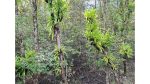 সুন্দরী গাছে পরজীবী, বিপন্ন সুন্দরবন