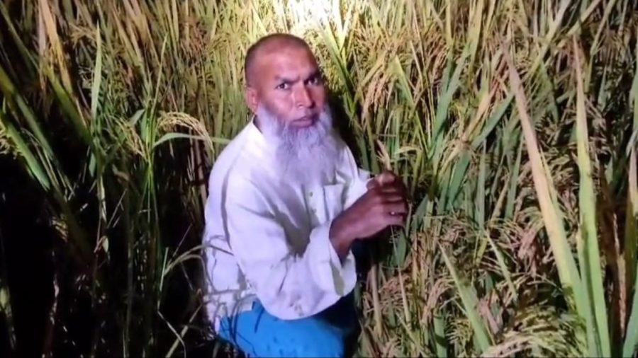 গ্রেপ্তার এড়াতে ধানখেতে আত্মগোপন, তবুও রক্ষা পেলেন না আ.লীগ নেতা