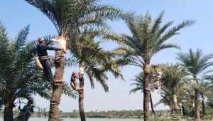 খেজুরের গুড়ের দাম বৃদ্ধি: কৃষকের মুখে হাসি