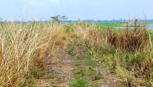 ১ কোটি ২০ লাখ টাকার সড়ক গায়েব!