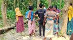 চাটমোহরে গাছ কাটতে গিয়ে প্রাণ গেল দিনমজুরের