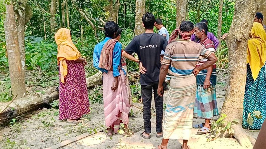 চাটমোহরে গাছ কাটতে গিয়ে প্রাণ গেল দিনমজুরের