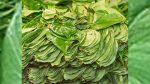 পান রপ্তানির পথ খুলল