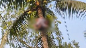 সিরাজগঞ্জে নারকেল গাছে উঠে বিদ্যুৎস্পৃষ্টে যুবকের মৃত্যু