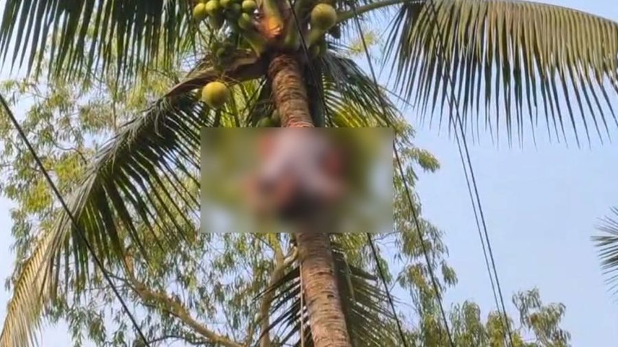 সিরাজগঞ্জে নারকেল গাছে উঠে বিদ্যুৎস্পৃষ্টে যুবকের মৃত্যু